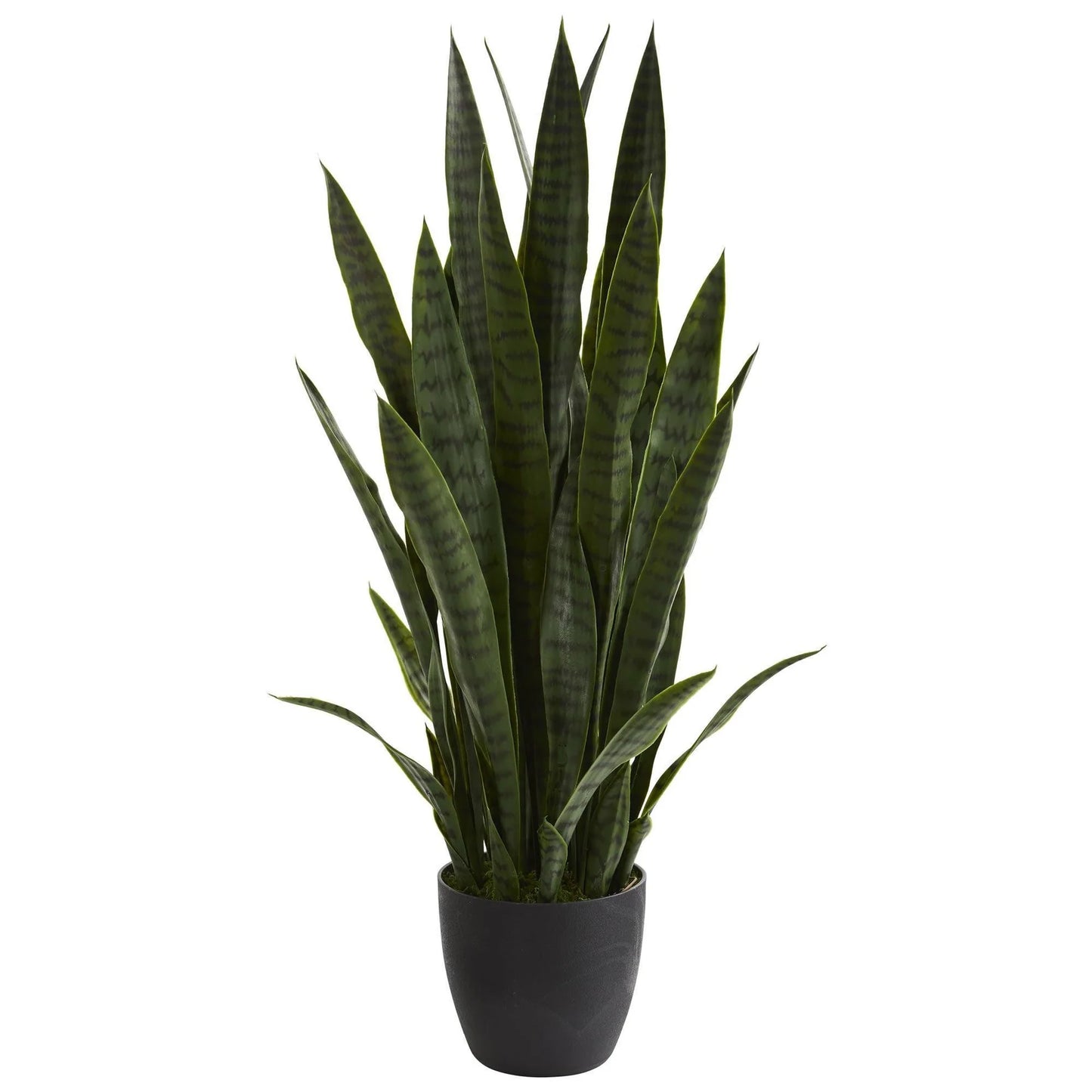 38" SNAKE (SANSEVIERIA) PLANT