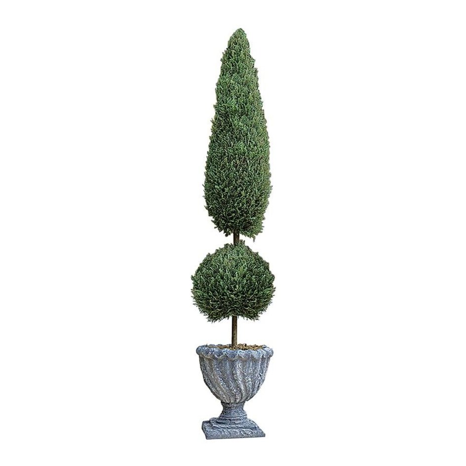 Classic Topiary Tree