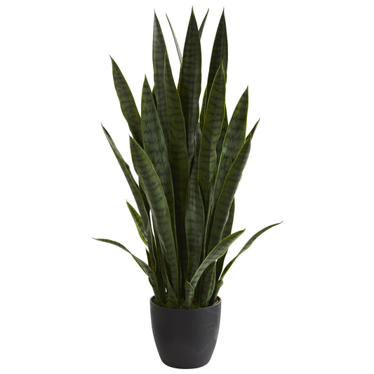 38" SNAKE (SANSEVIERIA) PLANT